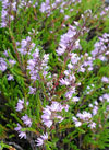 Norway 2006. Heather